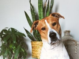 safe houseplants for dogs