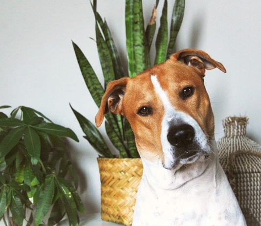 safe houseplants for dogs