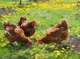toxic garden plants for chickens