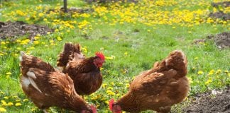 toxic garden plants for chickens