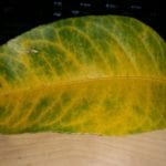what causes yellow veins on green leaves