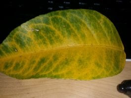 what causes yellow veins on green leaves