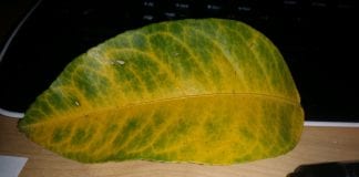 what causes yellow veins on green leaves