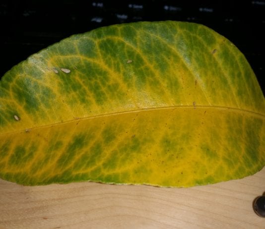 what causes yellow veins on green leaves