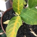 what causes yellow veins on green leaves image