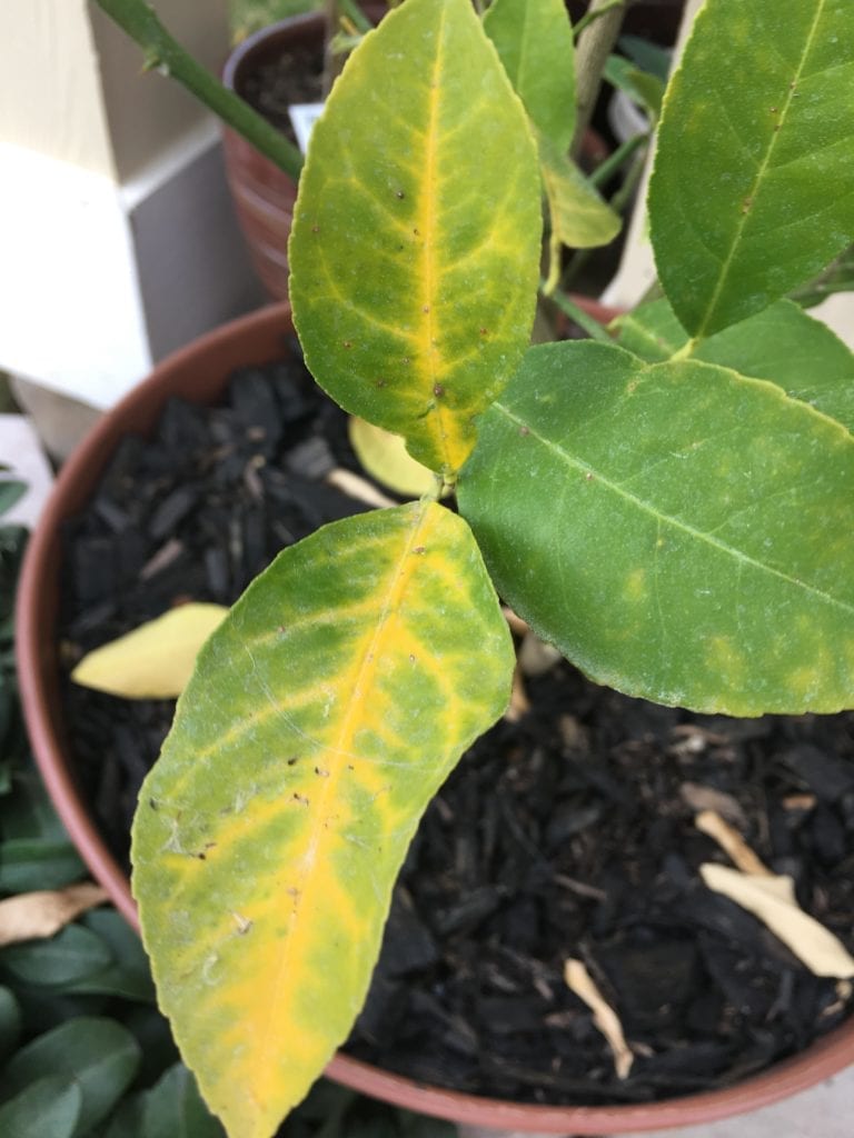 what causes yellow veins on green leaves