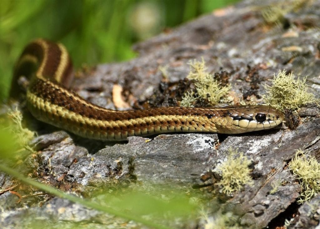 what is a garden snake and what does it look like