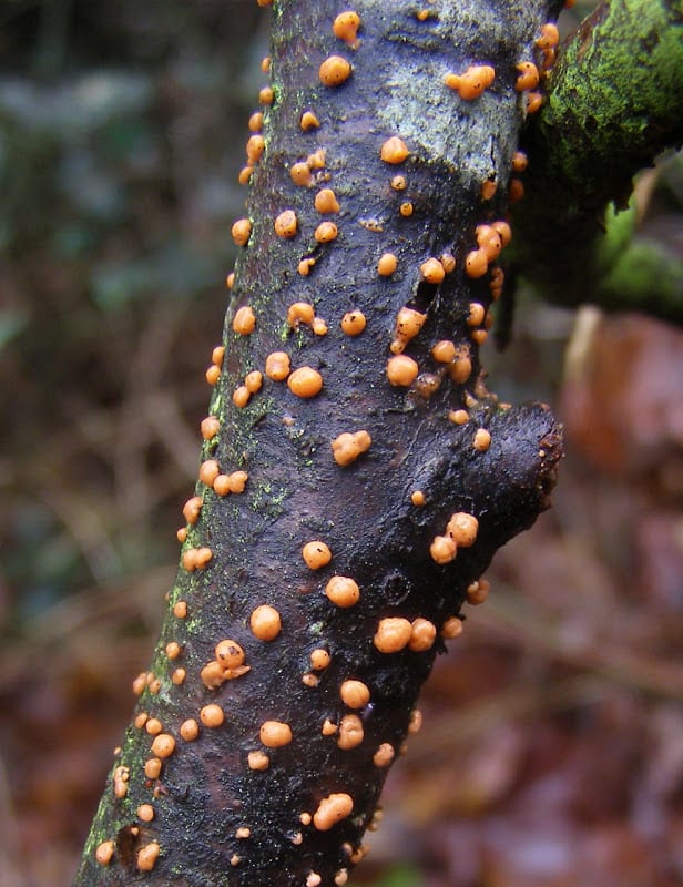 what is coral spot fungus image - Garden, Sport & Outdoor Tools