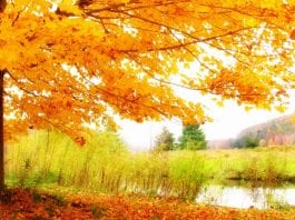 why fall is the best season for planting