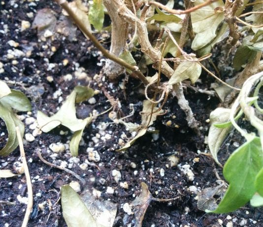 why plants die in the same spot