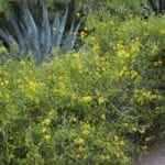 Callaeum macropterum