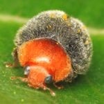 Mealybug Destroyer