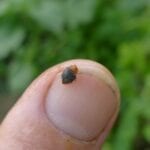 Mealybug destroyer ladybird, Cryptolaemus montrouzieri – 7
