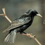 Why Birds Dig Up Lawns image