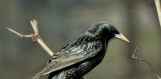 Why Birds Dig Up Lawns