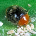 all about mealybugs destroyer