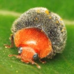 all about mealybugs destroyer image