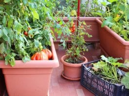 best vegetable plants for container