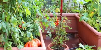 best vegetable plants for container