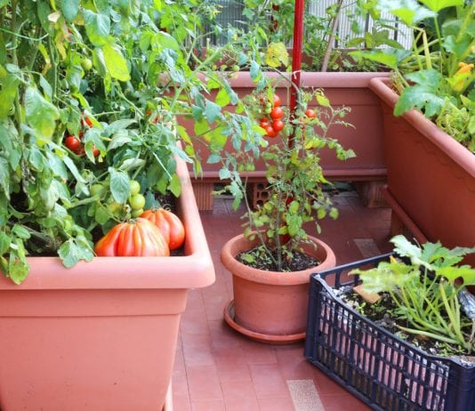 best vegetable plants for container