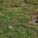 dealing with a receding lawn