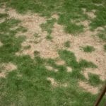 dealing with a receding lawn image