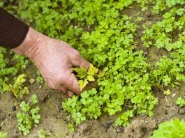 dealing with weeds in your garden