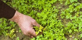 dealing with weeds in your garden