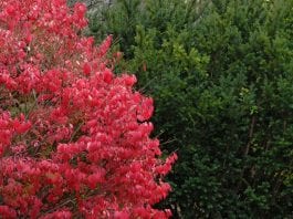 effects of burning bush