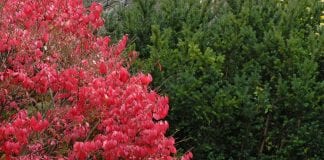 effects of burning bush