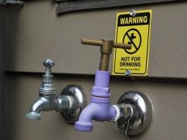 effects of graywater on plants