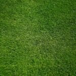 grass