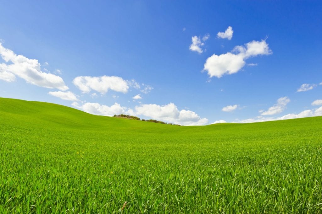 growing grass on slopes