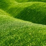 growing grass on slopes image