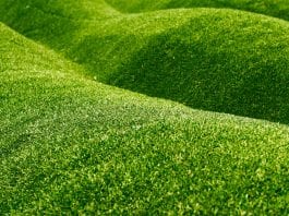 growing grass on slopes