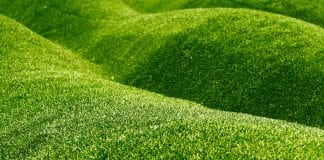 growing grass on slopes