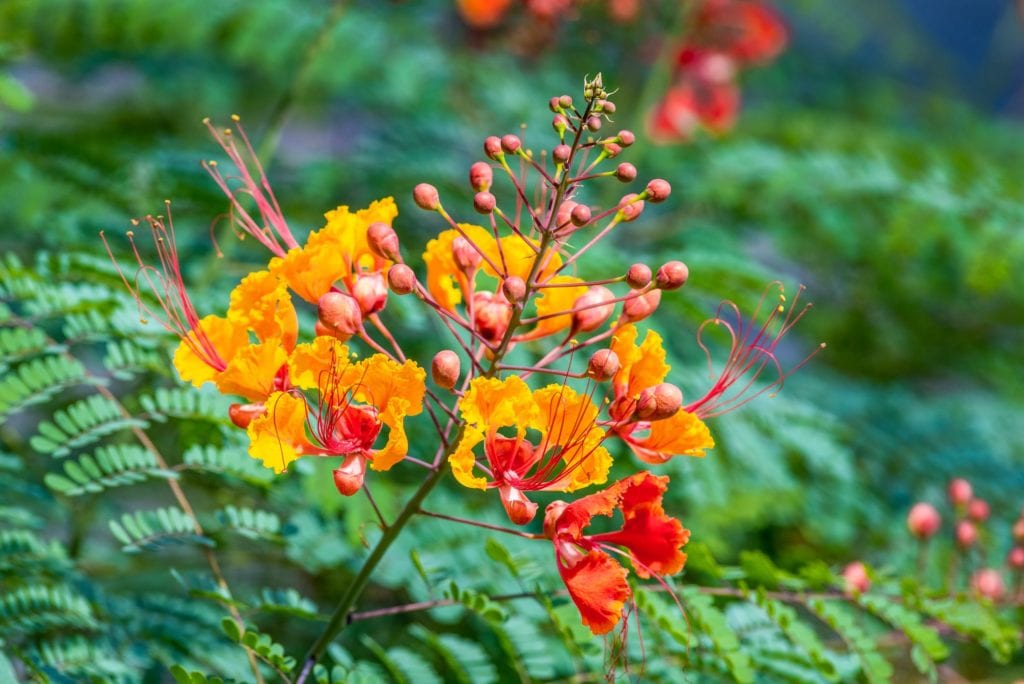 growing mexican bird of paradise in a container