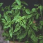 herb1