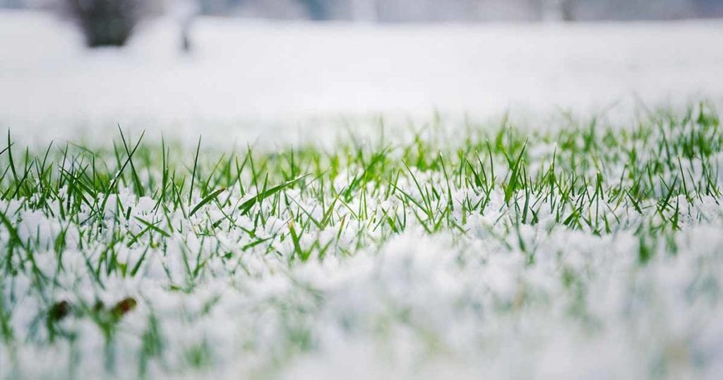 how to care for lawns in winter