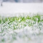how to care for lawns in winter