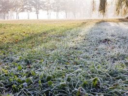 how to care for lawns in winter