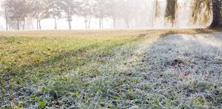 how to care for lawns in winter