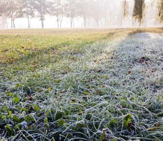 how to care for lawns in winter