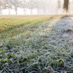 how to care for lawns in winter image