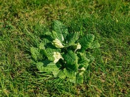 how to get rid of weed and not moss
