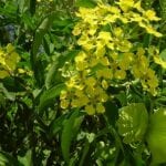 how to grow butterfly vines