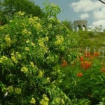 how to grow butterfly vines image