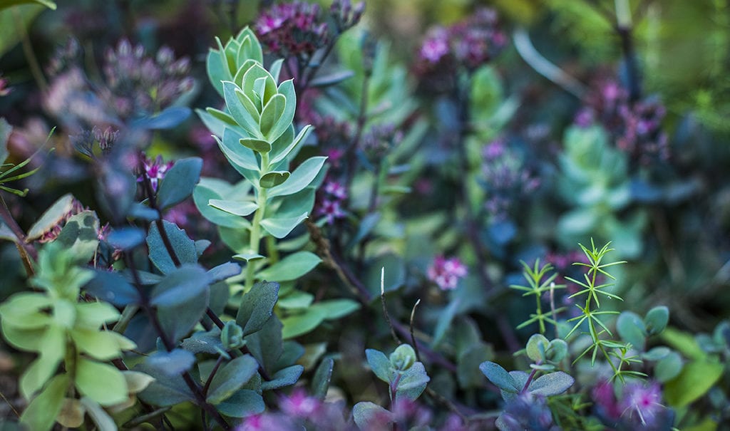 How To Identify Plant Leaves - Plant Leaf Identification