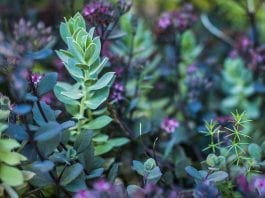 how to identify plant leaves