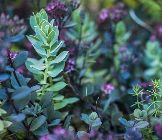 how to identify plant leaves